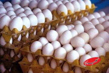 قیمت جدید تخم مرغ اعلام شد/ کاشانی: بالاتر از این قیمت، پول تخم مرغ ندهید!