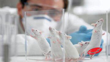 نتیجه شگفتانگیز رها کردن موشهای آزمایشگاهی در طبیعت