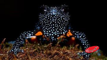 زیبایی قورباغه کار دستش داد / دلیل عجیب ناپدید شدن قورباغههای کهکشانی