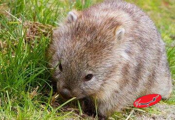 استفاده از مدفوع برای دوستیابی / آشنایی با یکی از عجیبترین موجودات جهان