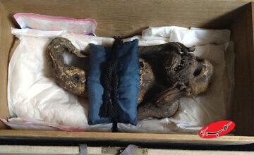 راز شگفتانگیز پری دریایی مومیایی شده در ژاپن!