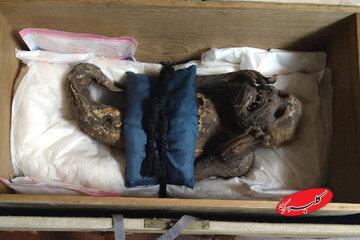 راز شگفتانگیز پری دریایی مومیایی شده در ژاپن!