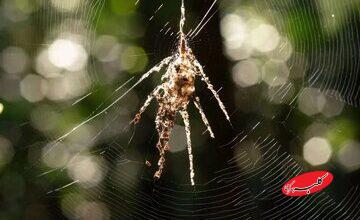عنکبوت واقعی کدام است؟ / پاسخ شما را شگفتزده میکند