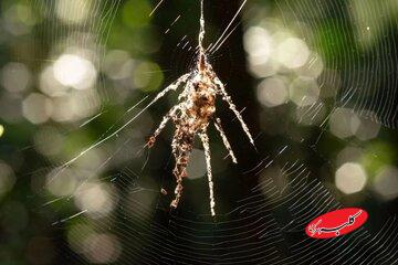 عنکبوت واقعی کدام است؟ / پاسخ شما را شگفتزده میکند