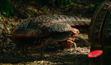 هزارپای غولپیکر ۳ متری، هیولایی به اندازه یک خودرو