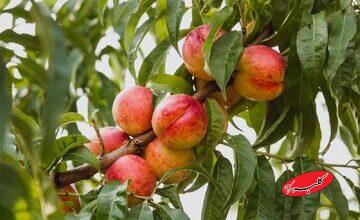 نیازی به چیدن نیست / برگ درخت زمان رسیدن میوه را نشان میدهد