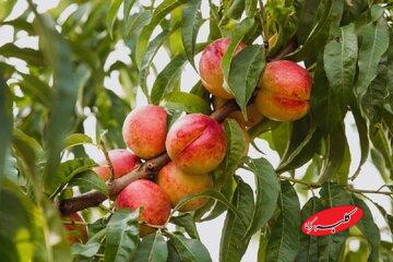 نیازی به چیدن نیست / برگ درخت زمان رسیدن میوه را نشان میدهد