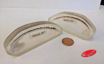 قدیمیترین جانور منفرد دنیا که ۵۰۷ سال عمر کرد