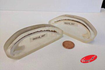 قدیمیترین جانور منفرد دنیا که ۵۰۷ سال عمر کرد