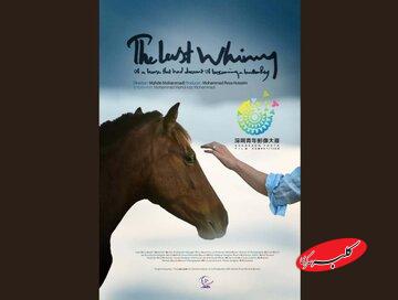 راهیابی «آخرین شیهه...» به جشنواره شنژن چین/ نامزدی جایزه بهترین فیلمبرداری