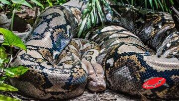 بزرگترین ماری که زمین به خود دیده است / استخوانهایی که ابعاد یک هیولا را فاش کرد / عکس