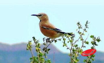 زاغ بور، پرندهای که دویدن را بیشتر از پرواز دوست دارد