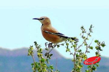 زاغ بور، پرندهای که دویدن را بیشتر از پرواز دوست دارد