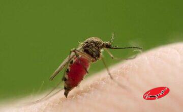 راز خوفناک پشهها فاش شد / فروپاشی یک باور قدیمی