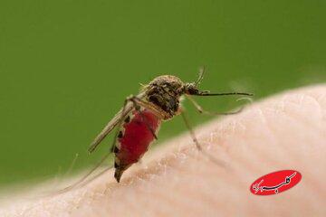 راز خوفناک پشهها فاش شد / فروپاشی یک باور قدیمی