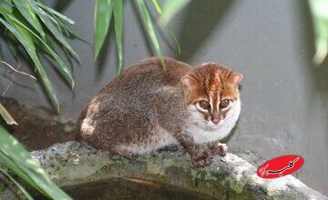 گربه کلهصاف، یکی از پنهانکارترین گونههای وحشی پس از ۳۰ سال در تایلند مشاهده شد