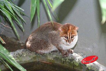 گربه کلهصاف، یکی از پنهانکارترین گونههای وحشی پس از ۳۰ سال در تایلند مشاهده شد