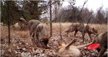 انتقام طبیعت از انسان در منطقه ممنوعه!