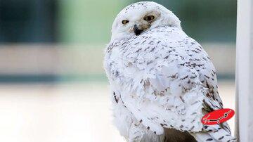 انقراض جغد برفی / خبر دردناکی که دیر اعلام شد