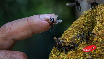 زنبورهای بینیش، نخستین حشرات دارای حقوق قانونی