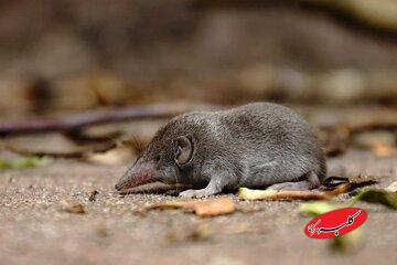 تأیید رسمی انقراض یک گونه