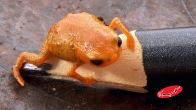 وزغ Brachycephalus lulai