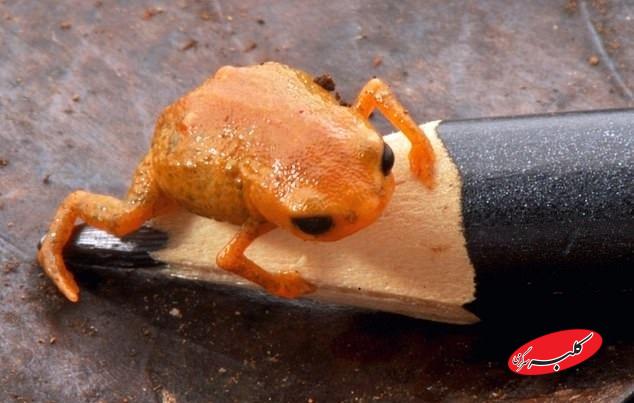 وزغ Brachycephalus lulai