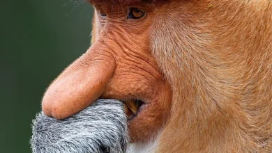 میمون بینی دراز بالغ