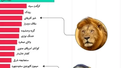 تکهمسری در گونههای مختلف