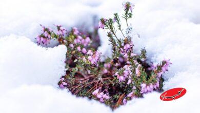 هشدار مهم درباره سامانه بارشی جمعه/ این استانها زیر برف و سرما میروند