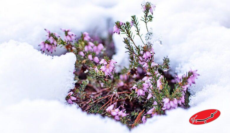 هشدار مهم درباره سامانه بارشی جمعه/ این استانها زیر برف و سرما میروند