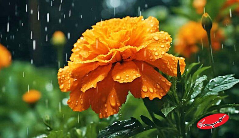 سامانه بارشی جدید امروز وارد می شود/ امروز و فردا در این مناطق بارش خواهیم داشت