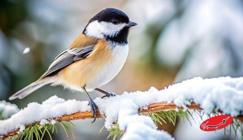 این استانها از فردا منتظر بارش سنگین برف باشند