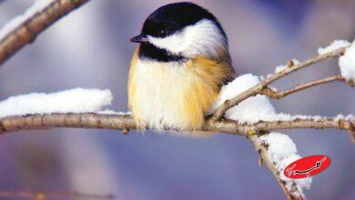 هشدار ورود سامانه بارشی جدید؛ برف و باران گسترده در ۲۸ استان از امروز