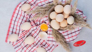 قیمت تخم مرغ دوباره کاهش یافت!