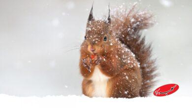 از این سردتر نمیشود / جایی که در آن دما به منفی ۹۸ درجه رسید+ عکس