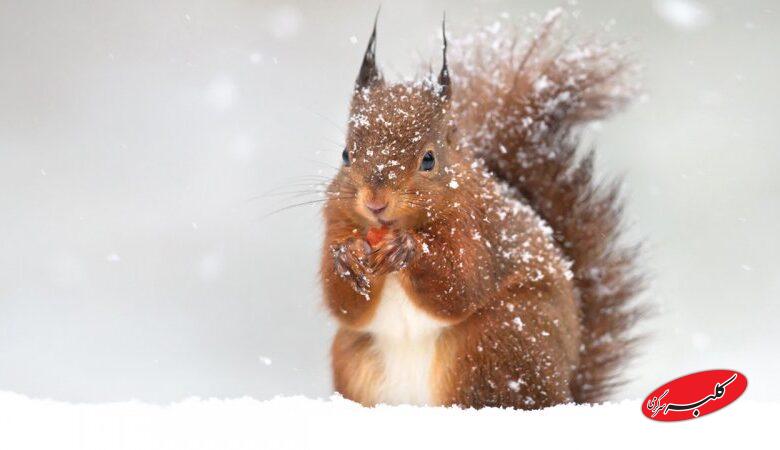 از این سردتر نمیشود / جایی که در آن دما به منفی ۹۸ درجه رسید+ عکس