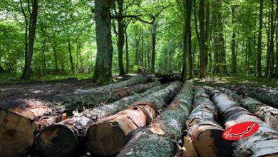 هیرکانی زیر تیغ تبر و آتش؛ ابربحرانی که جدی گرفته نمیشود!