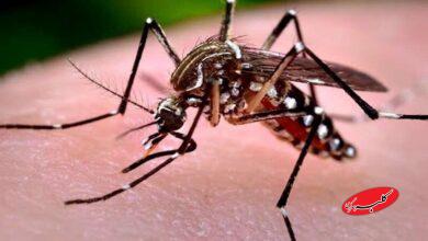 آمار ابتلا به تب دنگی در سال جاری اعلام شد