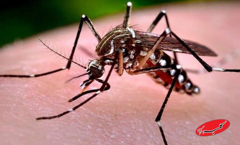 آمار ابتلا به تب دنگی در سال جاری اعلام شد