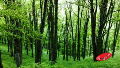 طرحی که جنگلهای هیرکانی را نجات میدهد