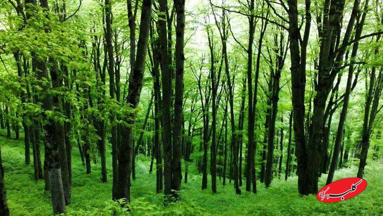 طرحی که جنگلهای هیرکانی را نجات میدهد