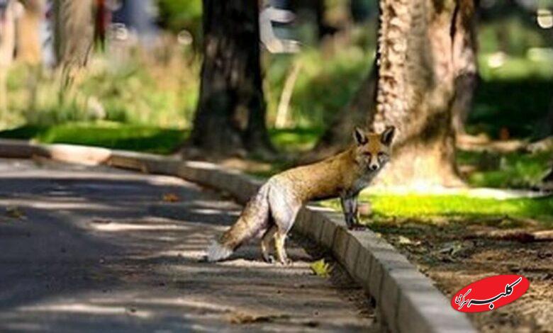 مراقب دورهمی شبانه روباهها در تهران باشید؛ افرادی که مکارانه جیب شما را خالی میکنند