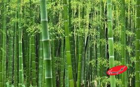 مزایای شگفتانگیز بامبو که نمیدانستید؛ سوپرفود جدید در راه است