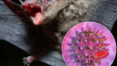 ویروس جدید از خفاش به انسان رسید؛ کرونای جدید در راه است؟