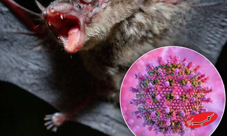 ویروس جدید از خفاش به انسان رسید؛ کرونای جدید در راه است؟