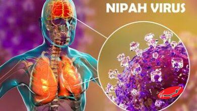 هشدار سازمان بهداشت جهانی؛ با ویروس مرگبار نیپا آشنا شوید