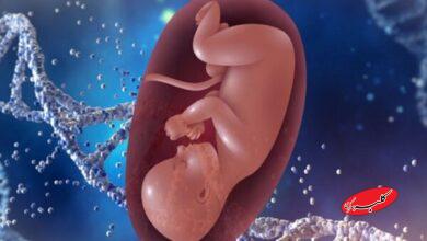 بارداری پوچ چیست و چرا اتفاق میافتد؟ از تشخیص تا اقدامات ضروری