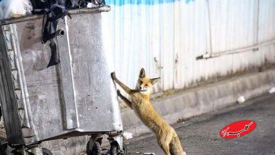 روباه زباله گرد1