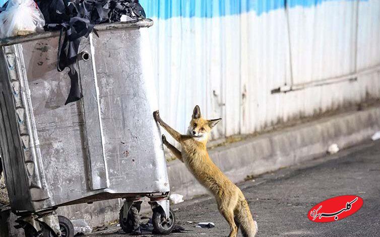 روباه زباله گرد1